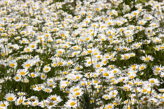 Ox-eye Daisy (Leucanthemum vulgare) in garden - close up