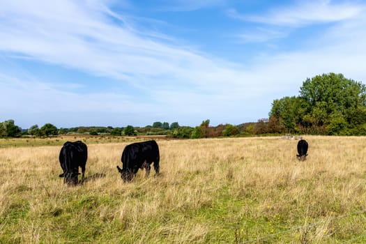 Rural landscape with grazing cows on a sunny day. High quality photo