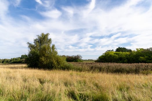 Country road among fields and forests. Rural landscape. High quality photo