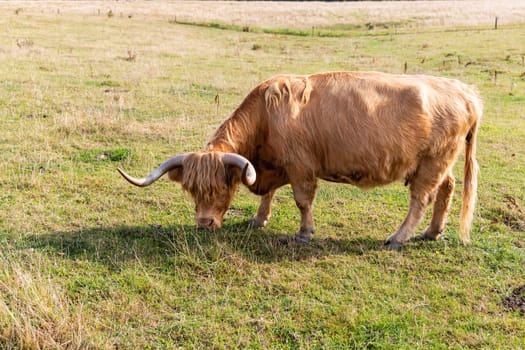 Rural landscape with grazing cow on a sunny day. High quality photo