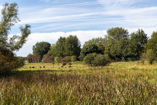 Green meadow with sheep near the forest. High quality photo