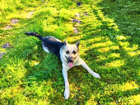 The German Shepherd enjoys a relaxed moment on the vibrant grass, soaking up the sun and cheerful atmosphere of the park.