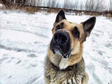 Dog German Shepherd in winter day, white snow and tree around. Waiting eastern European dog veo in park or forest. Partial focus