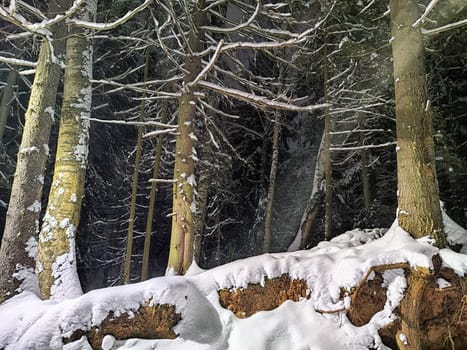 A peaceful winter scene features trees blanketed in snow, illuminated by soft moonlight, creating a tranquil atmosphere.