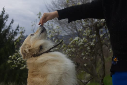 a caucasian woman plays with her pets in the garden. High quality photo