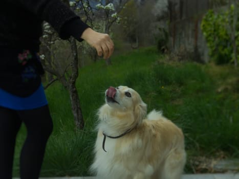 a caucasian woman plays with her pets in the garden. High quality photo