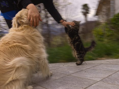 a caucasian woman plays with her pets in the garden. High quality photo