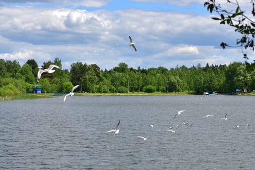 School lake in Zelenograd - the place of the rest in Moscow, Russia