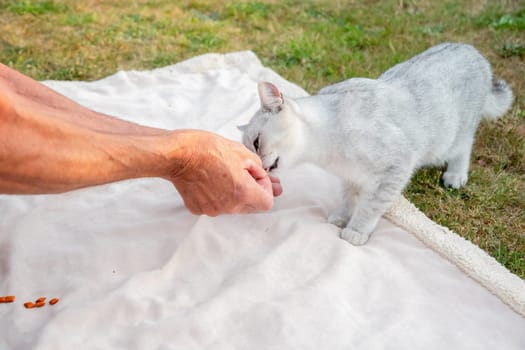 scottish straight shorthair cat happily eating food from its owner's hand while standing on a soft white blanket in a lush garden, enjoying a moment of trust and companionship