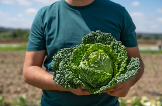 A gardener holds a head of fresh Savoy cabbage on his farm plantation