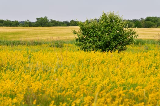 Glade with blooming yellow bedstraw and a trees, Russia