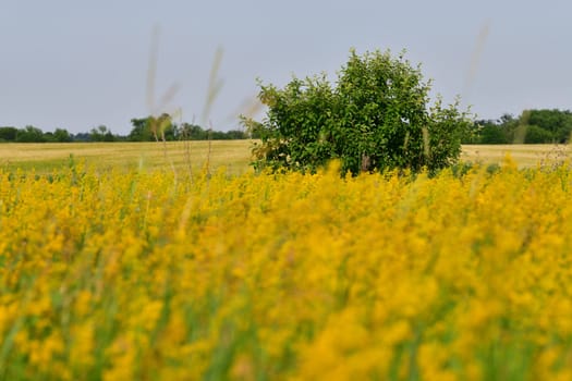 Glade with blooming yellow bedstraw and a trees, Russia