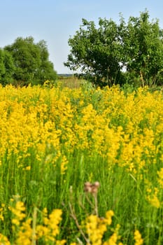 Glade with blooming yellow bedstraw and a trees, Russia