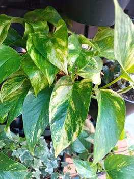 Green leaves plant in the pot home house inside gardening fresh natural spring forest tropical texture outdoor . High quality photo