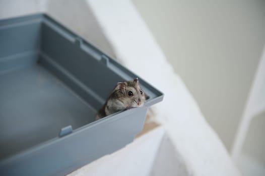 Cute dwarf hamster looking out from its plastic cage, curious and charming, against a bright backdrop.