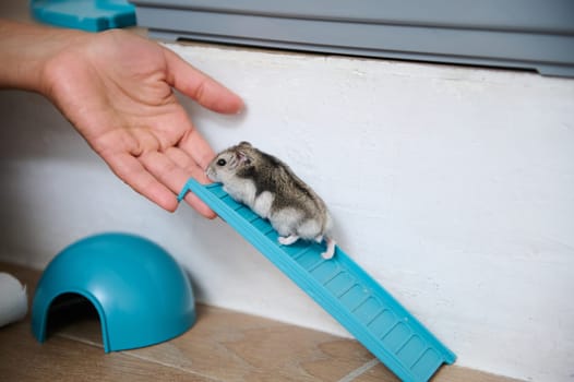 A cute hamster climbing a plastic blue ramp, interacting with a hand. This scene captures a small pet's playful and trusting behavior inside its cage surroundings.