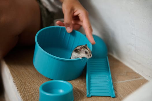 A young hamster hangs onto the edge of a blue plastic container, surrounded by smooth flooring and natural light. A gentle hand engages with the pet, setting a calm and intimate atmosphere.