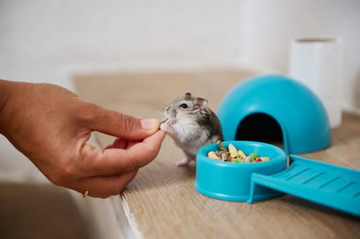 A person offers food to a hamster near its food bowl and habitat enclosure area.