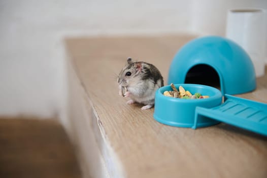 A cute hamster nibbling food near its colorful blue enclosure on a wooden table. Perfect for topics related to pets, rodents, small animal care, and domestic lifestyle.