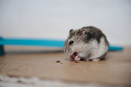A cute and fluffy hamster enjoys a small snack while sitting on a wooden surface. A background featuring a blue object adds a simple yet vibrant touch to the scene.