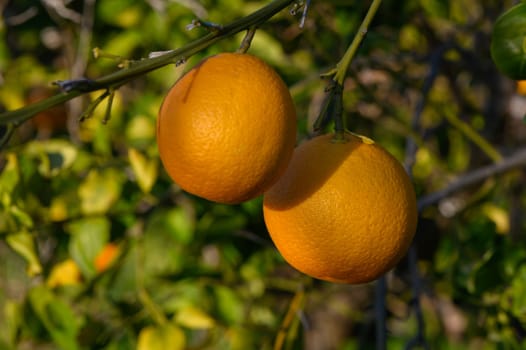 Juicy oranges hang from branches, basking in the sunlight amidst lush green leaves in a serene grove.