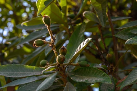 Lush green loquat branches bear young fruits, glimmering in soft sunlight beneath a clear blue sky.
