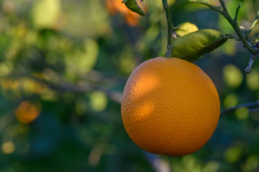 A ripe orange glows against vibrant foliage, capturing the essence of a sunny orchard day filled with life.