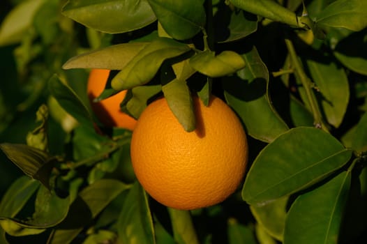 Golden orange hangs from lush green leaves, capturing the last rays of sunlight in a serene orchard ambiance.