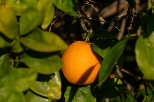 Bright orange fruit hides amongst glossy leaves, basking in the warmth of the afternoon sun within a serene grove.