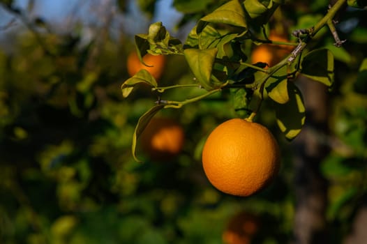 Golden oranges dangle among vibrant leaves in a serene orchard under the warm afternoon sunlight.