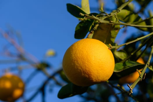 Golden oranges dangle from verdant branches in a bright, sunny grove, set against a stunning azure backdrop.