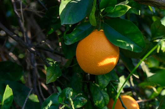 A ripe orange dangles from a lush green branch, illuminated by gentle sunlight in a serene garden.