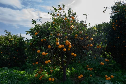Plentiful oranges hang from lush green branches, basking in the warm glow of the afternoon sun at the orchard.