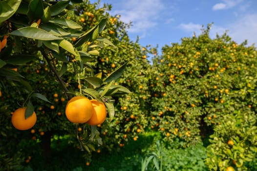 Lush orange trees laden with ripe fruit bask in the warm sunlight, surrounded by vibrant greenery on a sunny day.