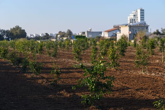 Young trees flourish in the warm sunlight, offering a beautiful contrast to the nearby city skyline.