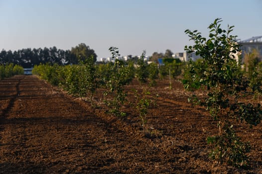 Young trees flourish in rows as warm sunlight bathes the vibrant agricultural field, showcasing growth and hope.