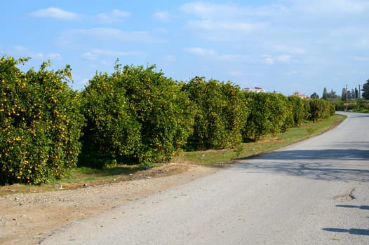 Lush orange trees flourish along a quiet road, bathed in warm sunlight with a clear blue sky overhead.