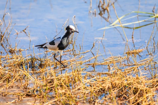Blacksmith Lapwing bird in Chobe National Park in Botswana