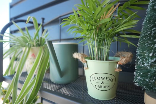 Decorative pots filled with green plants are arranged on a stylish shelf.