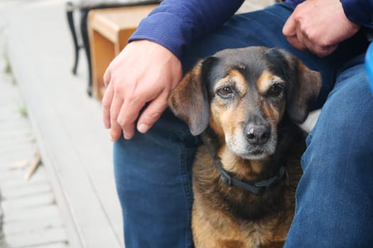 A person sits comfortably, resting their hand on a dog beside them.
