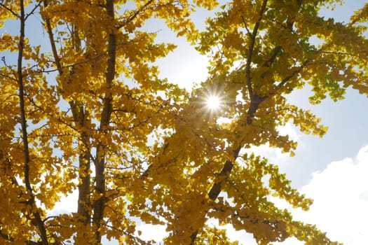 Sunlight filters through vibrant yellow leaves in a serene park.