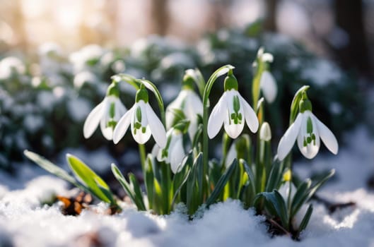 Snowdrops in bloom with a soft focus background, set against glowing sunlight and melting snow. A symbol of renewal and the arrival of spring