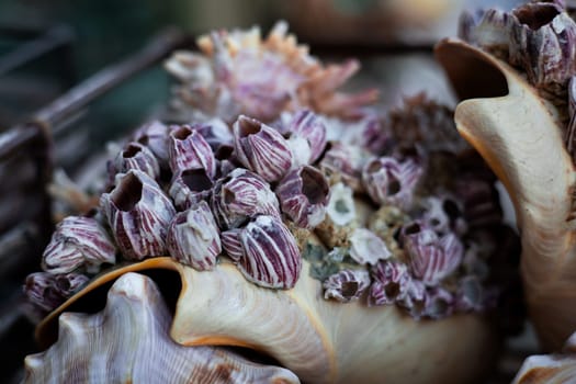 Close up of barnacle encrusted seashell with textured patterns.