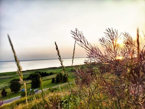 Bright sunset paints the sky as delicate blooms stand tall, framing a peaceful landscape by the water's edge.