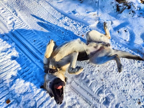 A joyful German Shepherd rolls on its back in soft snow, showcasing its playful nature during a winter outing.