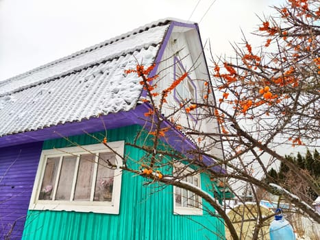 A cozy cottage with a vivid turquoise and purple exterior surrounded by snow and bright mountain ash berries under gray sky.