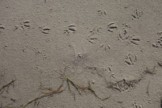 Birds footprints on a white sandy beach