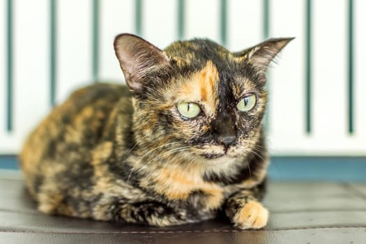 Thai cute cat brown black color lying on floor