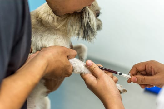 Dog so cute mixed breed with Shih-Tzu, Pomeranian and Poodle beige color get vaccinated against every year by veterinarian at hospital for pet