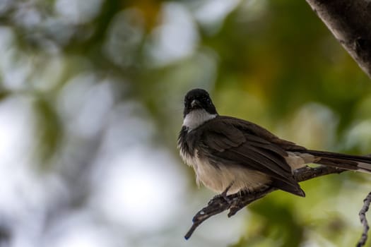 Bird (Pied Fantail Flycatcher, Rhipidura javanica) black color perched on a tree in the garden